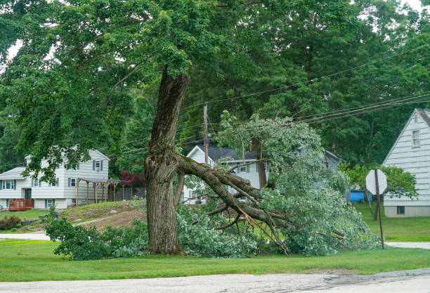 Large Tree Removal in Cheboygan, MI